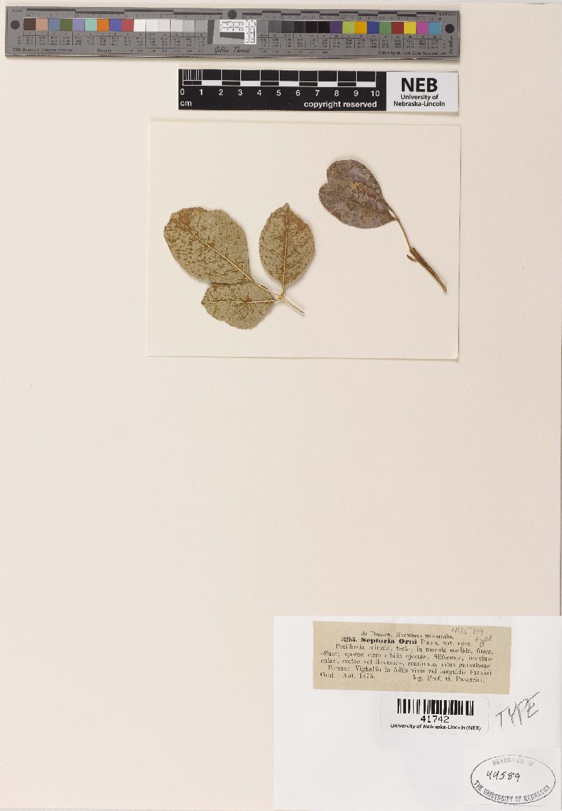 Septoria orni image