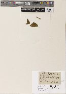 Septosporium lupini image