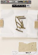 Sphaeropsis smilacis image