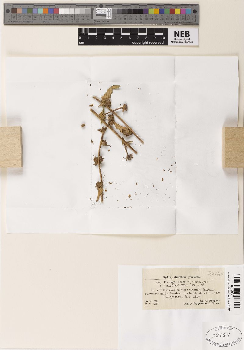 Microbotryum cichorii image