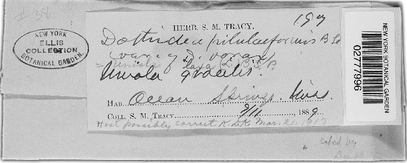 Balansiopsis pilulaeformis image