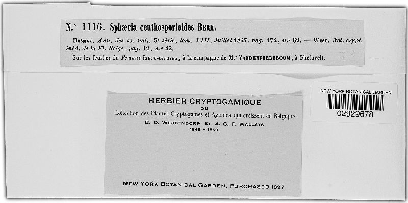 Diaporthe pardalota image