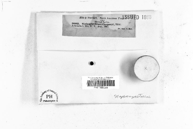 Tubulifera casparyi image