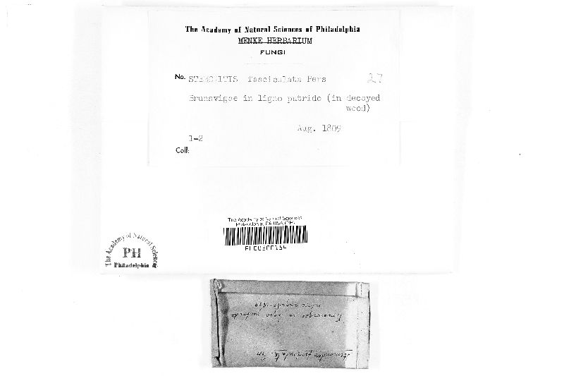 Stemonitis fasciculata image