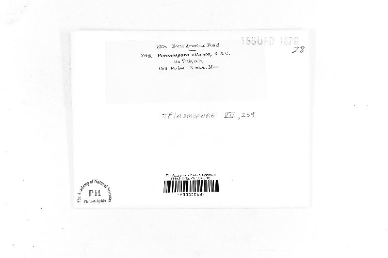 Plasmopara viticola image