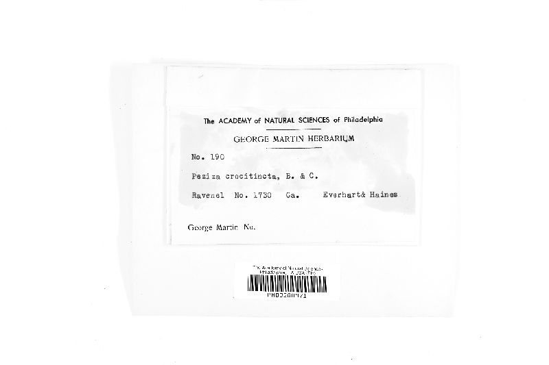 Calycella crocitincta image