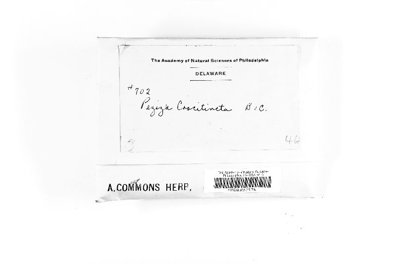 Calycella crocitincta image