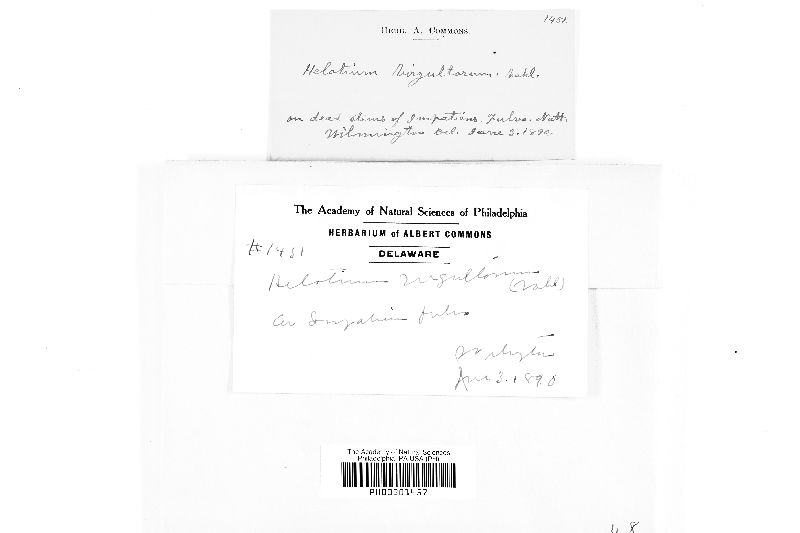 Hymenoscyphus calyculus image