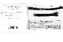 Mollisia prunicola image