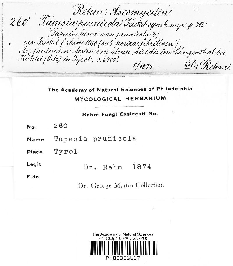 Mollisia prunicola image