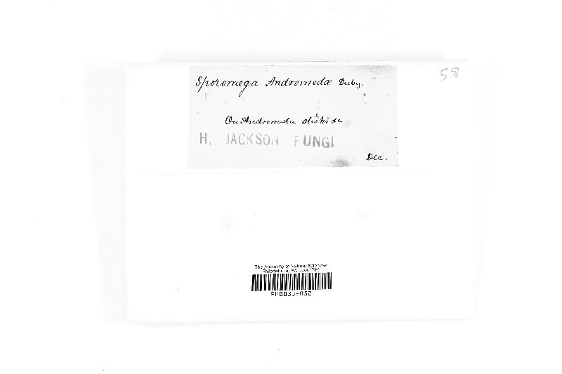 Sporomega andromedae image