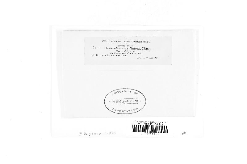 Leptoxyphium axillatum image