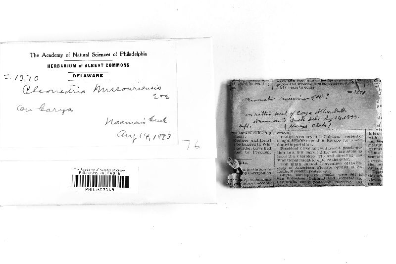 Pleonectria missouriensis image