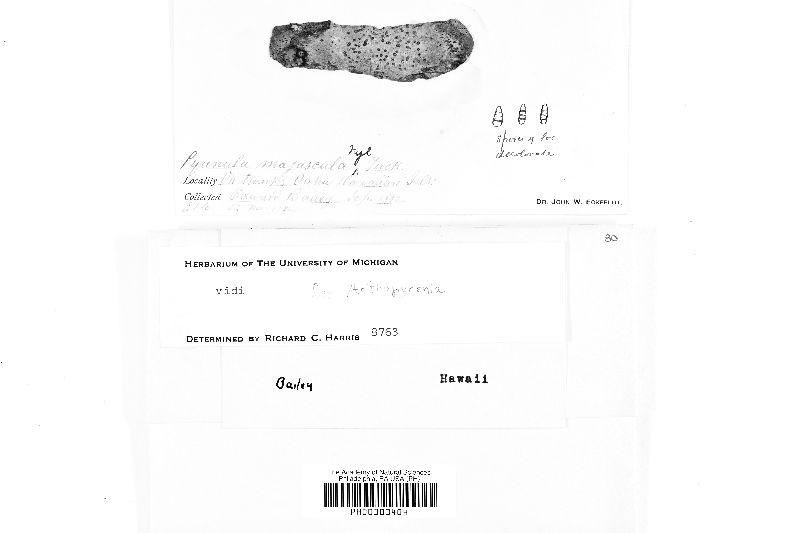 Arthopyrenia majuscula image