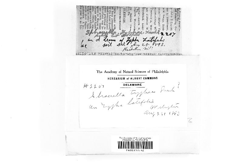 Mycosphaerella typhae image