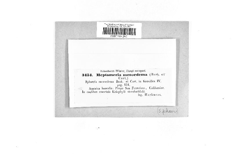 Heptameria mesaedema image