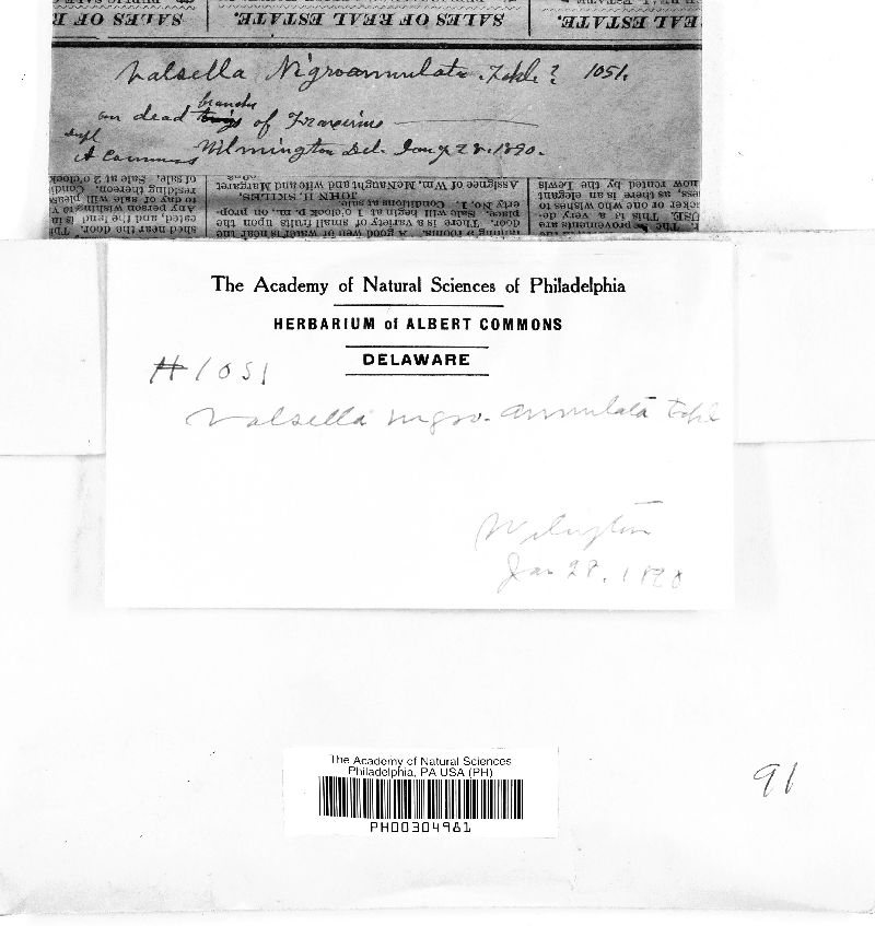 Valsella nigroannulata image
