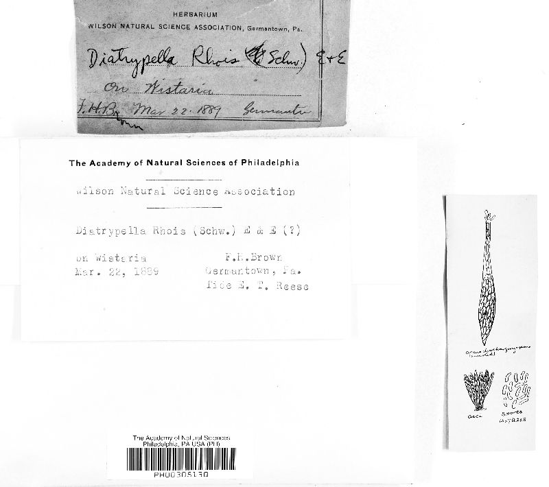 Diatrypella rhois image