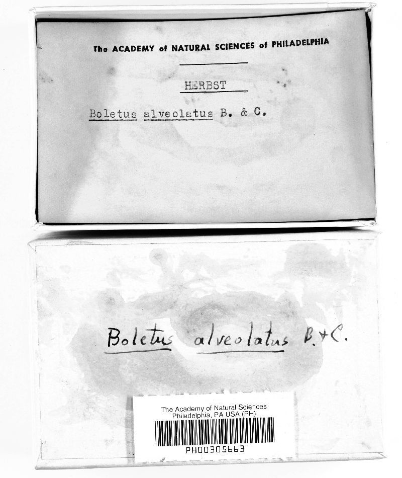 Boletus alveolatus image