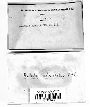 Media resource of Boletus alveolatus