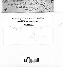 Bjerkandera adusta image