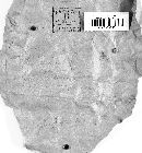 Gloeophyllum sepiarium image