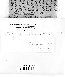 Trametes hirsuta image