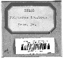 Gloeophyllum trabeum image