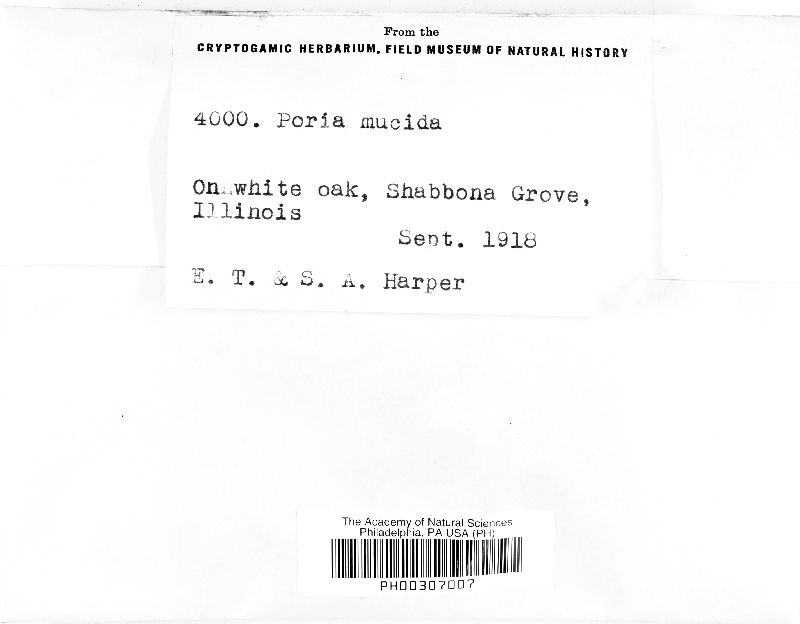 Ceriporiopsis mucida image