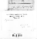 Gloeophyllum abietinum image