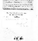 Lentinellus ursinus image