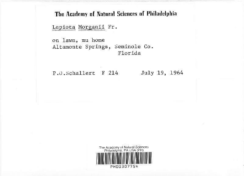 Lepiota morganii image