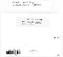 Marasmius oreades image
