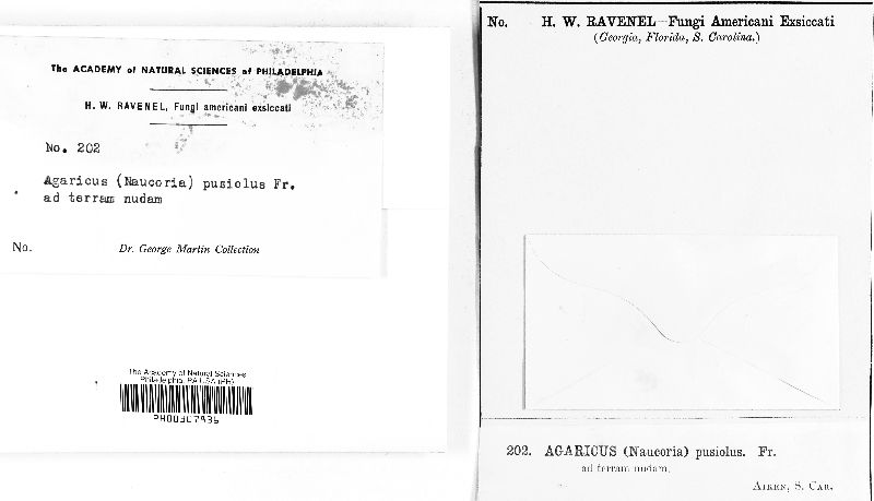 Agrocybe pusiola image