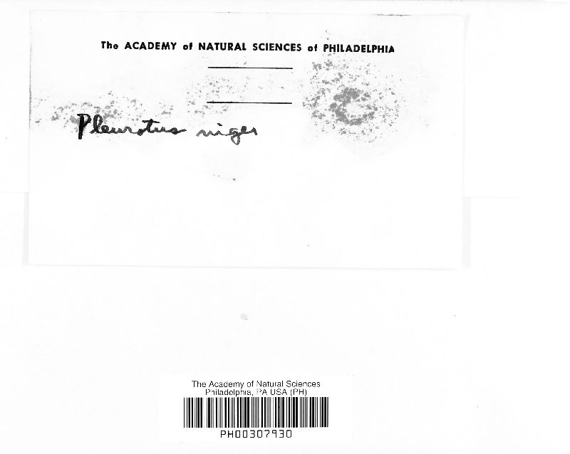 Hohenbuehelia nigra image