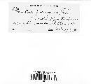 Pleurocybella porrigens image