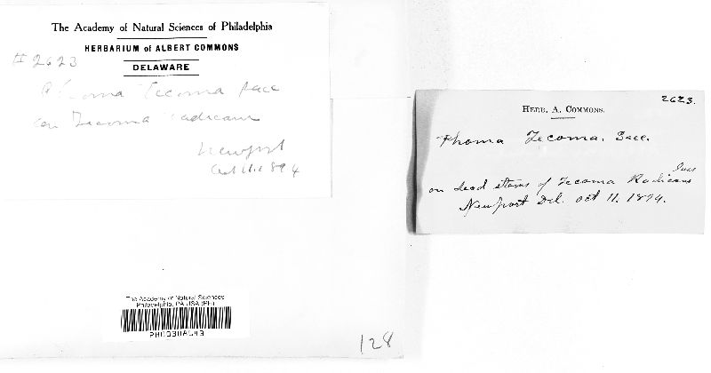 Phoma tecomae image