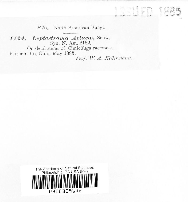 Leptostroma actaeae image