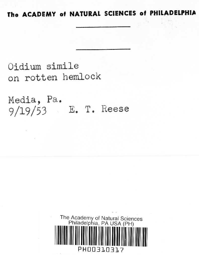 Haplotrichum simile image