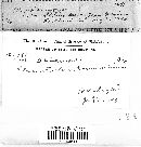 Tomentella lapida image