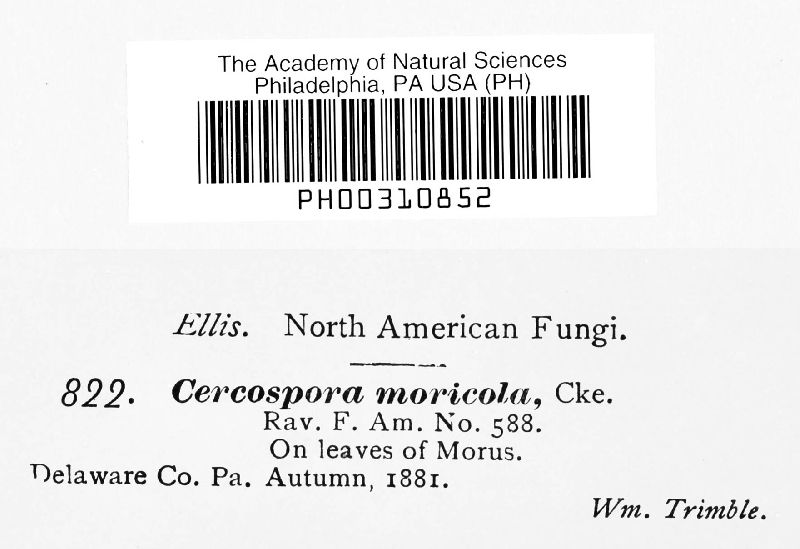 Cercospora moricola image