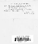 Cercospora tuberculans image