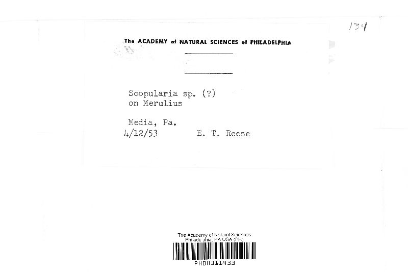 Scopularia image