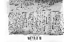 Gliocladium aurifilum image
