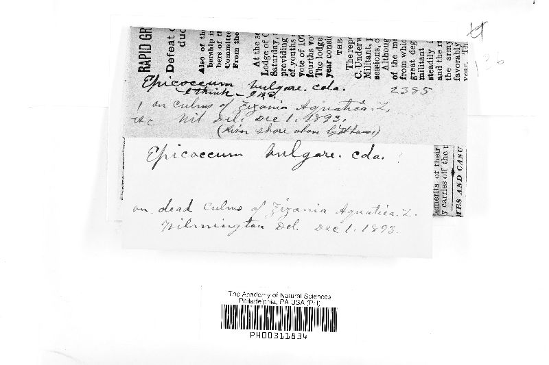 Epicoccum vulgare image