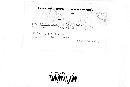 Papulaspora irregularis image