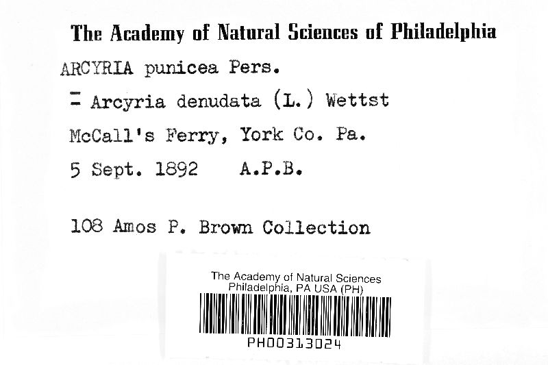 Arcyria denudata image