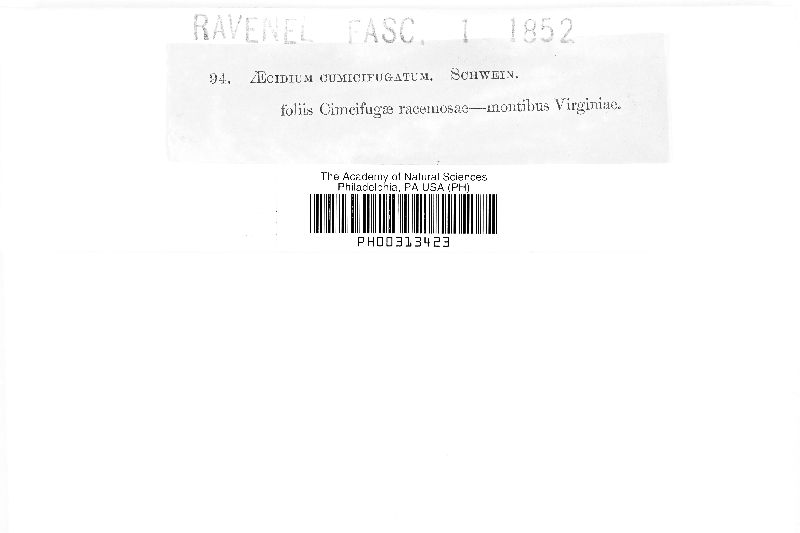 Caeoma cimicifugatum image