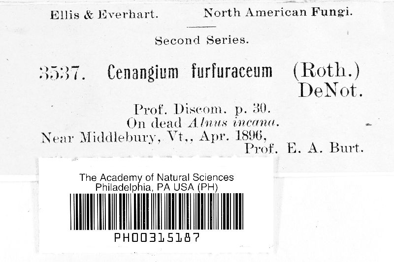 Encoelia furfuracea image