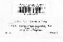 Murangium sequoiae image